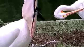 Pelican Eating a Pigeon