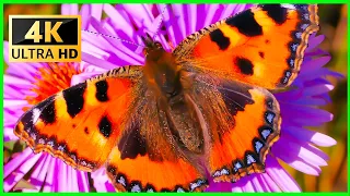 The Best Relaxing Garden in 4K - Butterflies, Birds and Flowers🌻🐦 12 Hours - 4K UHD Screensaver