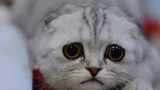 Смешные кошки малыши 2019 - Смешное видео МатроскинТВ