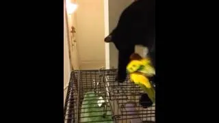 Cat and conure bird play