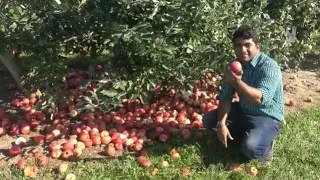 European apples are now being cultivated in our Bangladesh