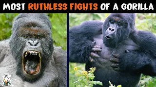 6 Most Ruthless Fights Of A Gorilla