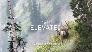 ELEVATED- 2020 Mule Deer