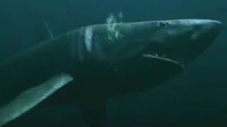 Mega Shark Versus Giant Octopus [2009] - Megalodon Screen Time