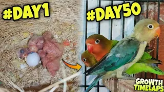 Lovebird Growth Stages || First 50 Days Timelapse by @makbird