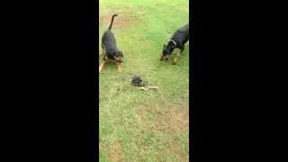 Doberman VS Snake! Caution - Graphic