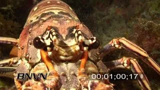 7/20/2007 Close Up Scuba diving footage of a big lobster at night