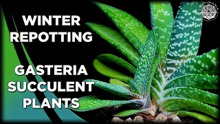 Repotting Gasteria Succulent Plants | #Cactus & #Succulent Collection