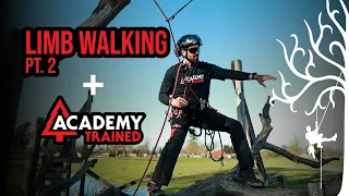 Limb walking Pt. 2 Jared Abrojena of Academy-Trained demonstrates some tree climbing tricks