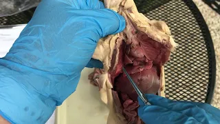 Rat Dissection- Circulatory and Respiratory Systems