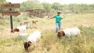 How Many GOATS To Start A Goat Farming Business? Goat House, Water & Feed At Low Cost | 2024 Update