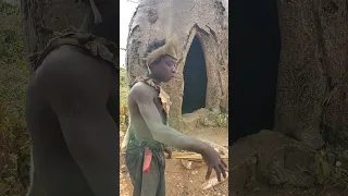 Baobab 🌳 for Hadza tribe are potential during heavy rains for shelter #hadzatribe