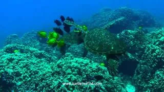 Green Turtle Cleaning Station