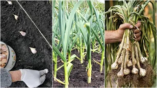 How To Grow Garlic - Planting, Growing, and Harvesting Garlic Bulbs