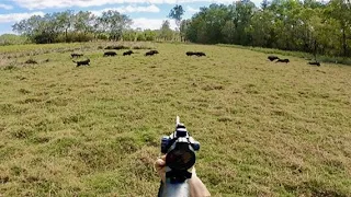 SOLO Hunting and Fishing New River Systems In Cape York (MASSIVE CAPE BOAR)