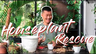 Houseplant Rescue Mission (with tour, repotting, and propagation)