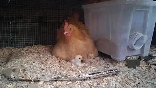 25 minutes of 7 day old chicks and mother hen