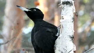 Черный дятел долбит тонкую березу