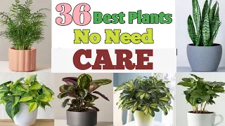 36 Best Plants No Need Care / Indoor Plants that no need much care to grow