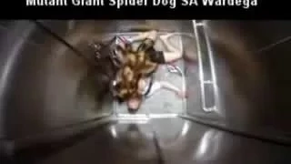 Mutant Giant Spider Dog Very Funny Prank Video By SA Wardeg Mutant Giant Spider Dog