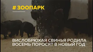 В Барнаульском зоопарке неожиданное пополнение: в новогоднюю ночь родились поросята