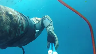 Spearfishing Blue Fish Point