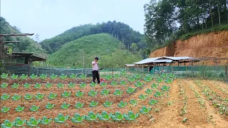 This is a large garden to grow all my vegetables and fruits. Gardening vegetables