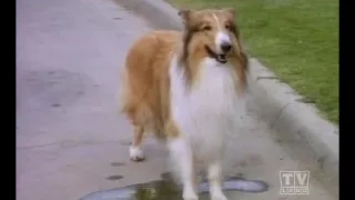 The New Lassie (Season 1 Eps.3)