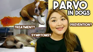 PARVOVIRUS in Dogs (symptoms, treatment & prevention) | Arah Virtucio