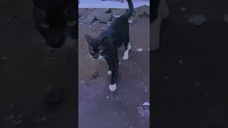 BELIEVER #cat #catlover #cats #catvideos #kucing #shorts