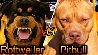 Rottweiler VS Pitbull | Pitbull VS Rottweiler | Best guard dog | Billa Boyka |