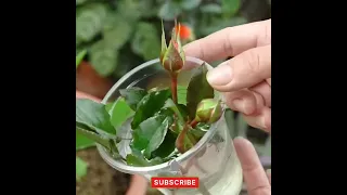 Grow Rose Plant Cutting With Aleo Veera Plant ||Right Time Grow Jan-Fab for Cuttings #roseplantcare