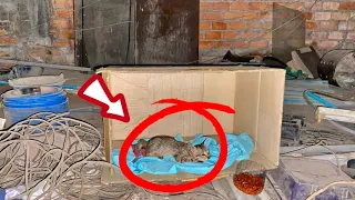 Rescue poor kitten the owner abandoned it and was living his last moments in the box on the roadside