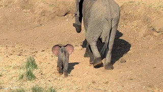 Only a few days old, this screaming little pink ear elephant is tired and hungry