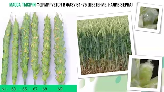 Пшеница и соя: что сделать сегодня, чтобы повысить урожайность и прибыльность?