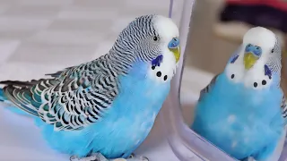 Budgie singing to Mirror for 1 Hour | Parakeet Sounds