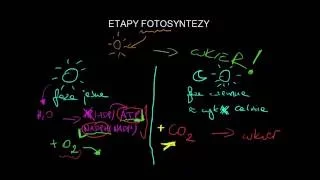 Etapy fotosyntezy