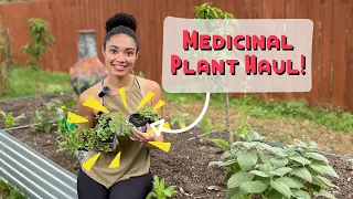 Secrets Revealed: Medicinal Plant Starts & Seeds Guide!