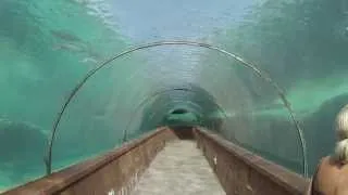 Walking through Shark tunnel Atlantis Bahamas resort GoPro Hero 3 white