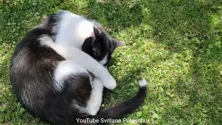 So Funny Cat! Смішний кіт для гарного настрою! Приколи з котами!  Кумедний кіт підіймає настрій