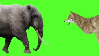 Animal stampede green screen #greenscreen #animal #stampede#@JPCaroon514