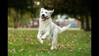 Firestone Dog Park