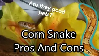 Are Corn Snakes Right For You? [Pros and Cons]