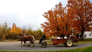 SPREADING MANURE on a Beautiful Fall Day!! 🍁 // Draft Horse Farming  #393