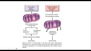 Cell injury part 3 Mechanism of Cell Injury - general Pathology course - كورس باثولوجي - Robbins