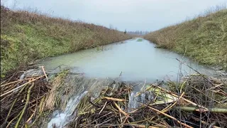 BEAVER DAM REMOVAL ON A RAINY DAY | THE WIDE ONE!