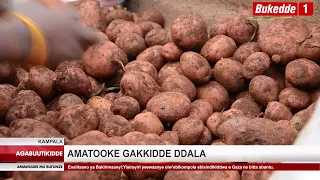 Agabuutikidde:  Aga wano na wali   Amatooke geyongedde okukka ebbeeyi.