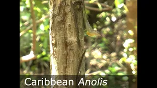 Territorial displays of Caribbean Anolis lizards
