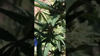 Green Caterpillars on cannabis plant