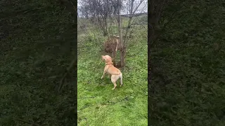 Ламаю дерева, не дорого #dog #tree #stick